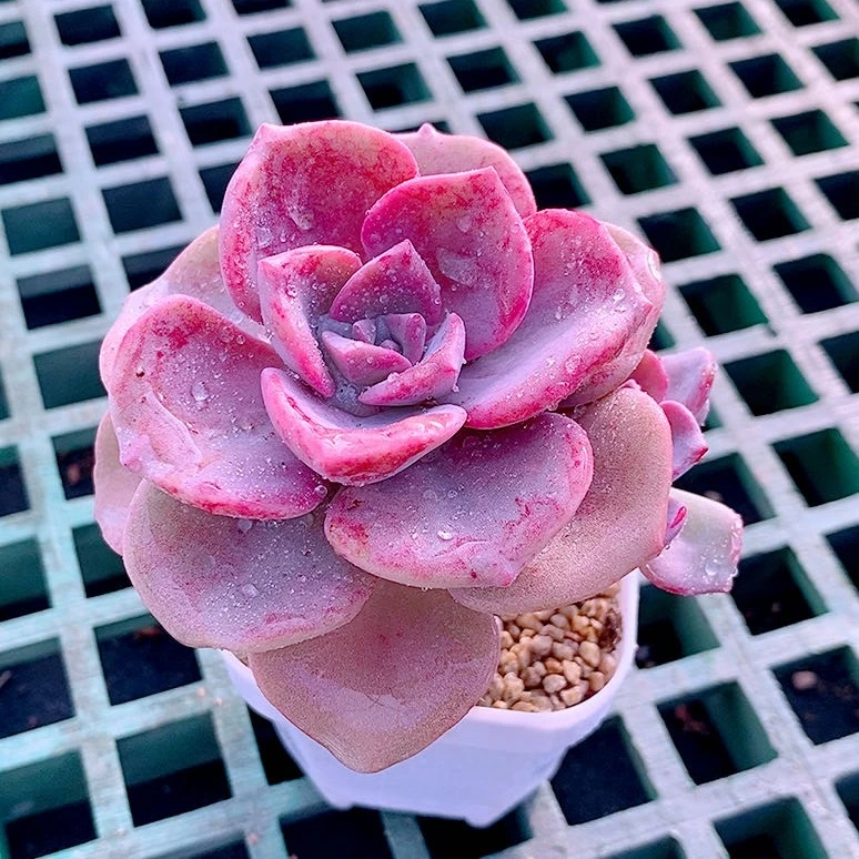 多肉植物彩虹糖送盆