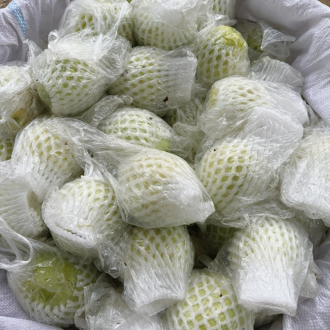 新鲜现摘18年老树甜脆福建漳州漳浦湖西珍珠芭乐低糖健康水果