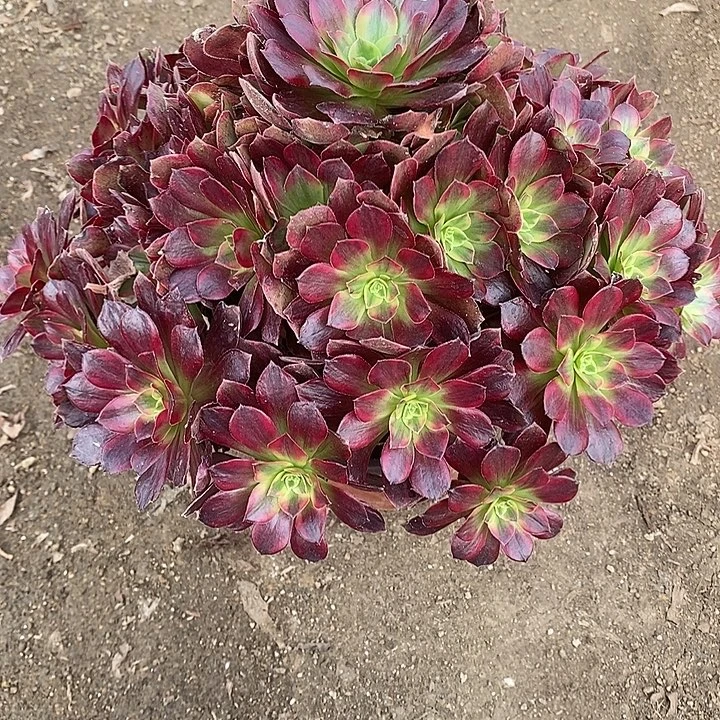 多肉植物安娜640多肉