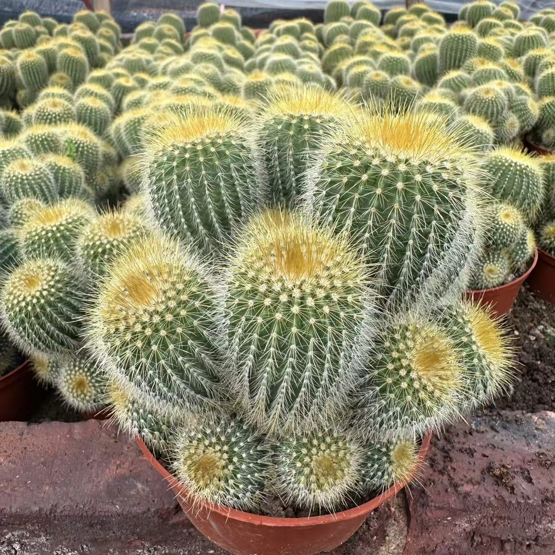 金冠群 开花仙人球 花卉绿植盆栽