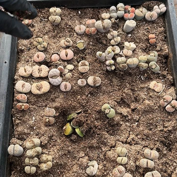 生石花11111。   123