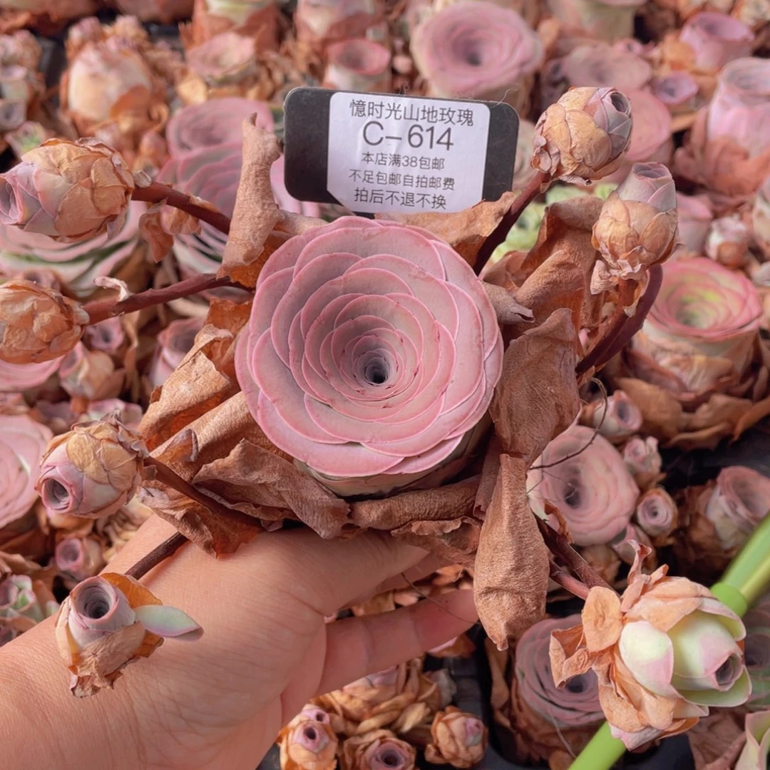 猫***奴山地玫瑰C641裸根发货断枝不包损不售后