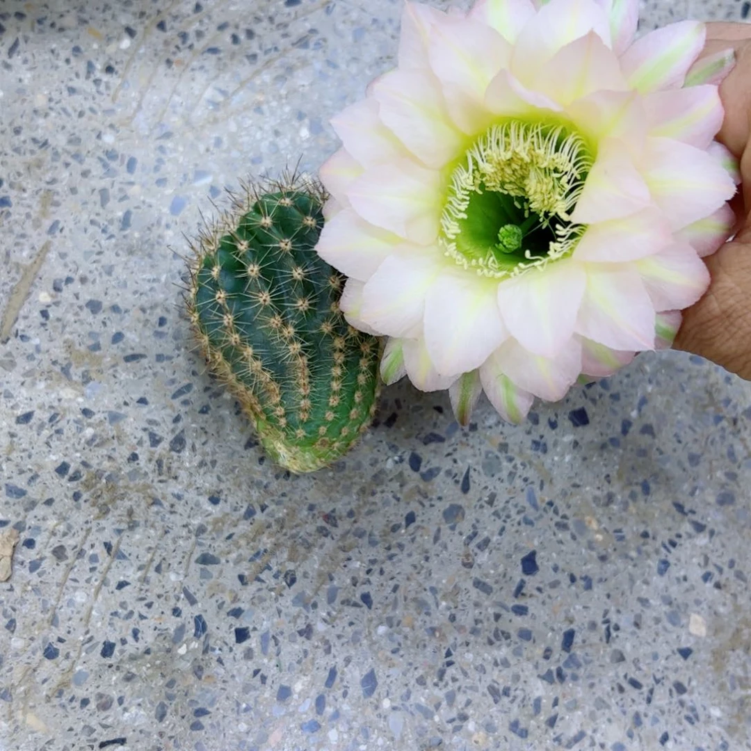 下2彩草28 歪无根侧芽4公分左右20包邮