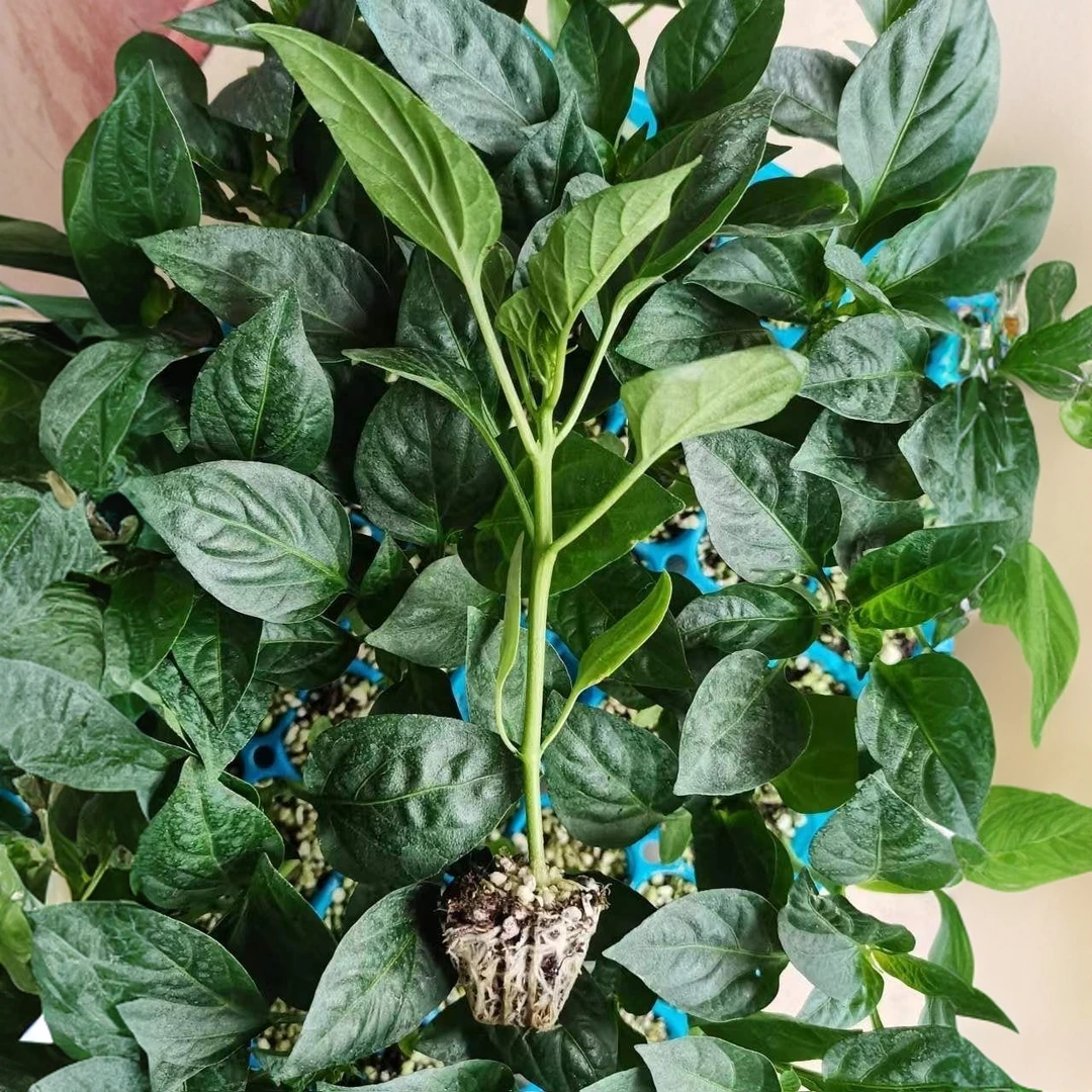 绿圆椒甜椒辣椒原种秧苗灯笼椒阳台户外盆栽地栽青皮灯辣椒苗秧苗