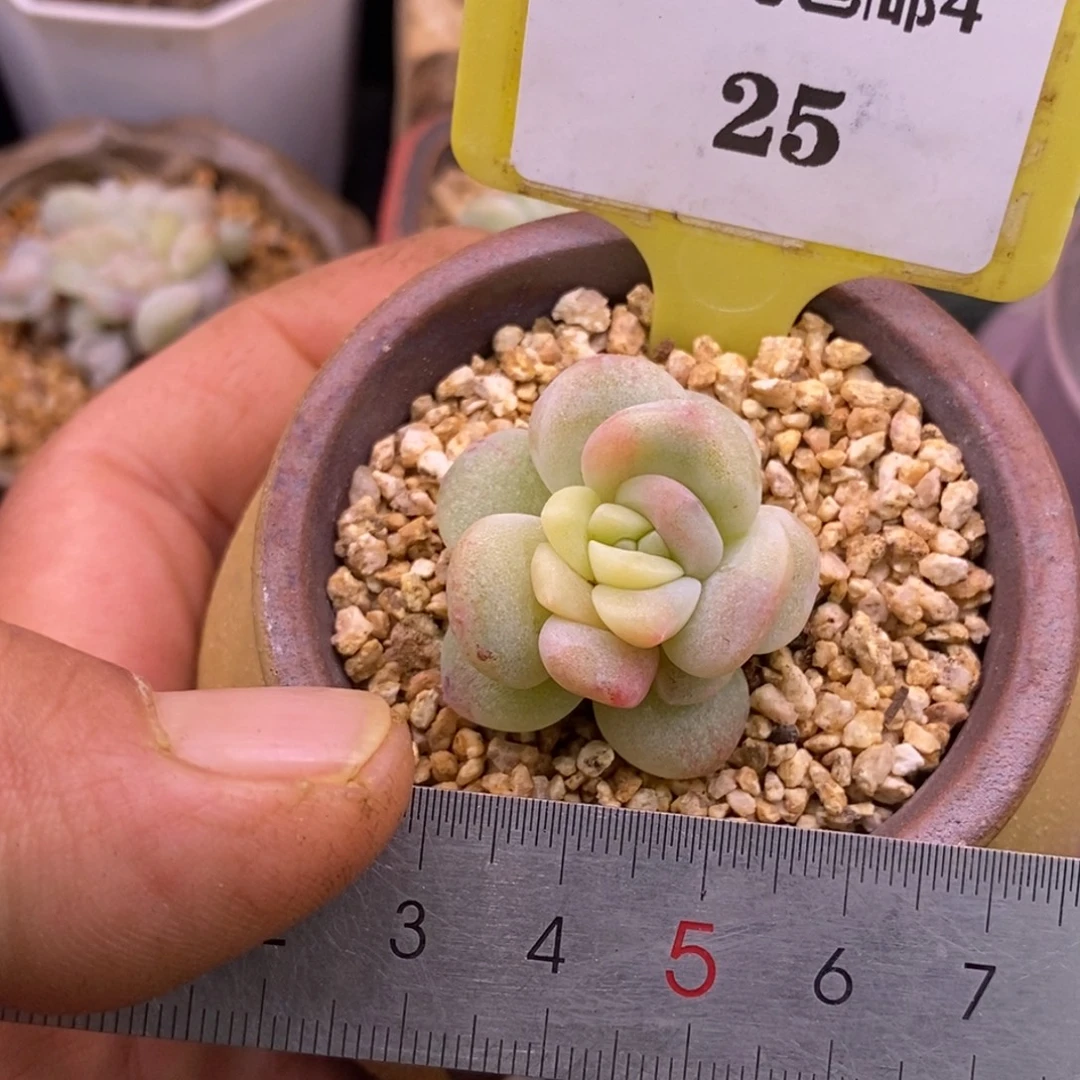 425冰玉黄锦单头，心带锦