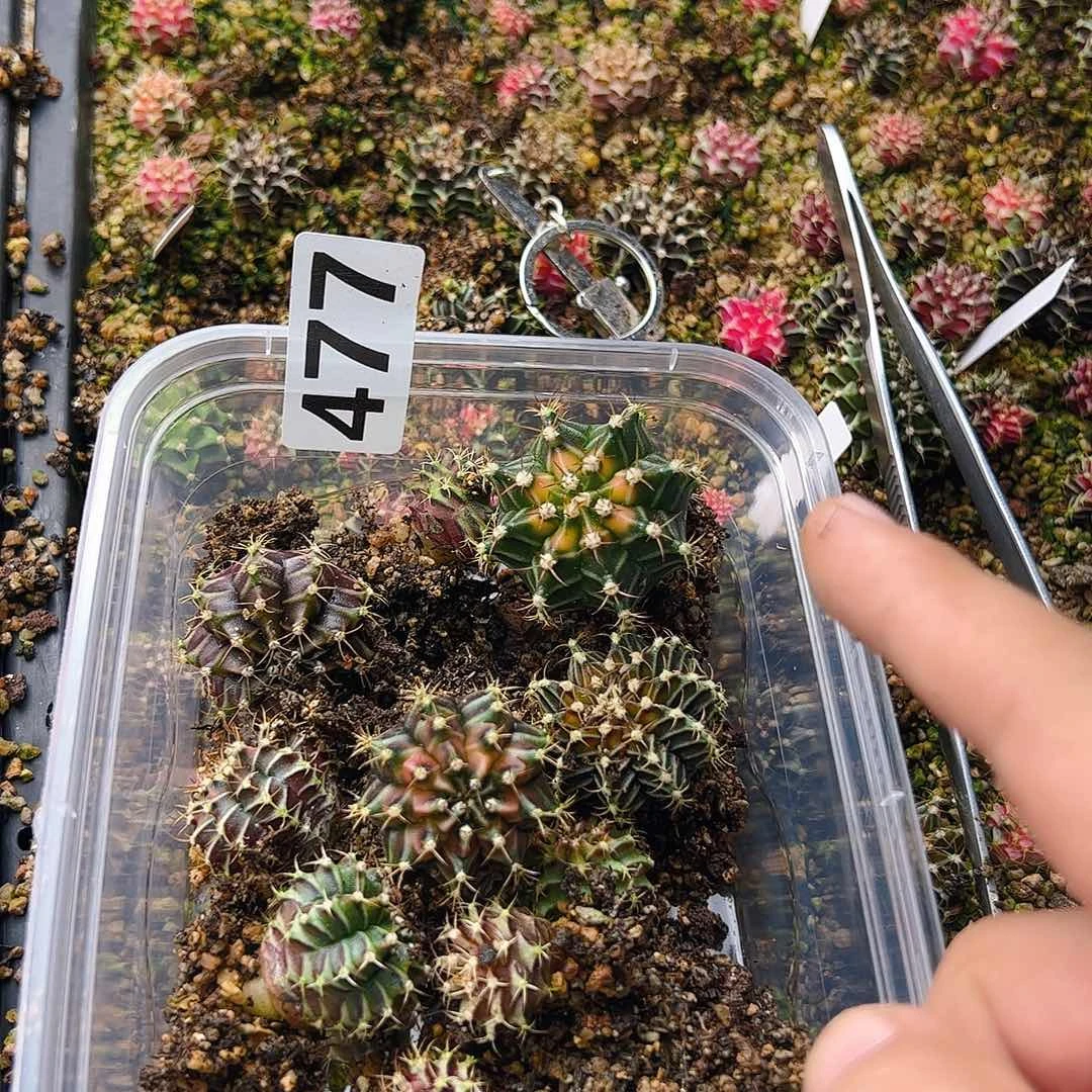 当前无花栽培后可以开花477