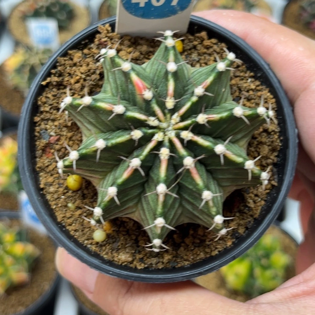 407实生肋骨牡丹锦带盆