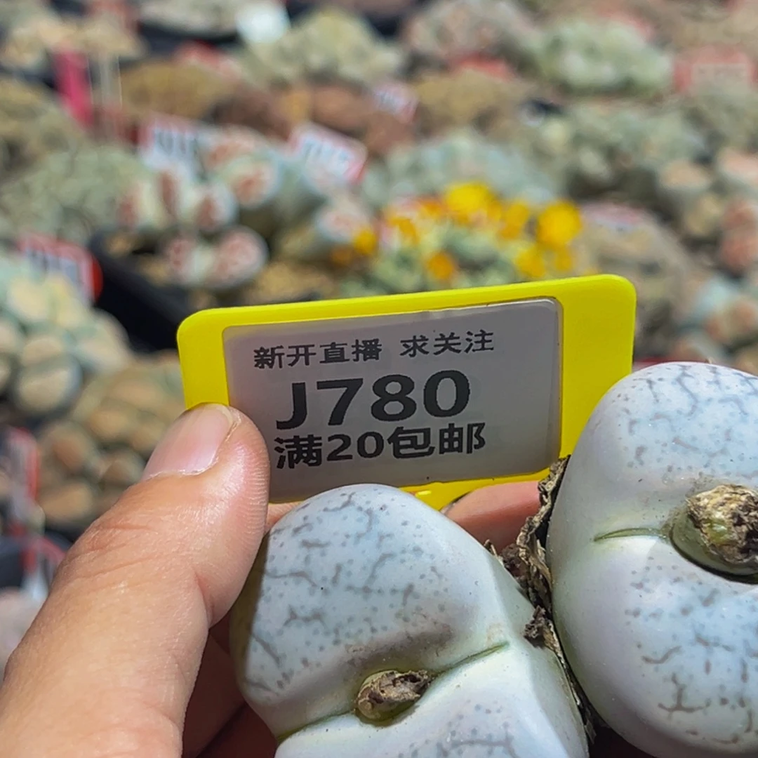 780 生石花大群生一物一拍