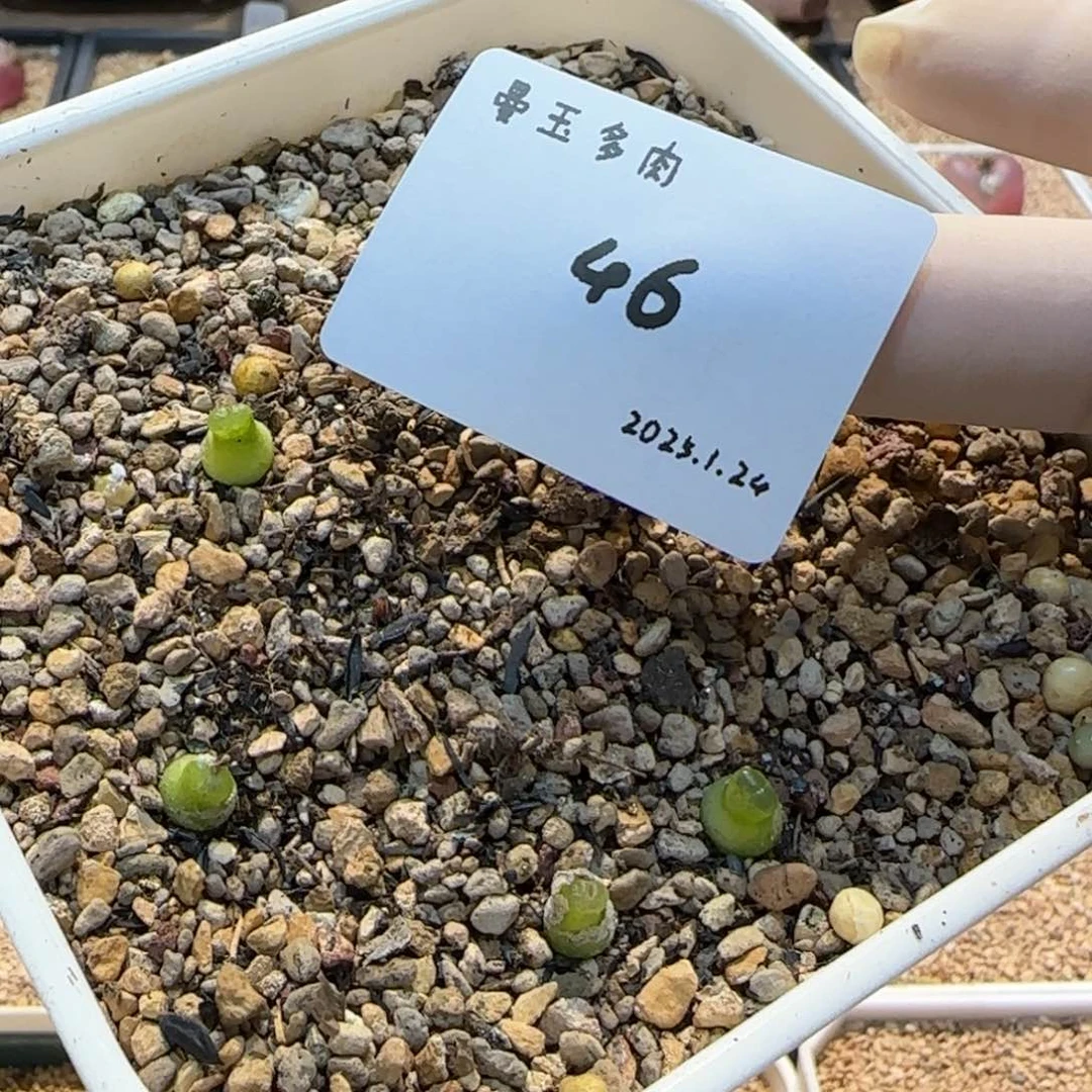 毛**?多肉多肉多肉1.24-046