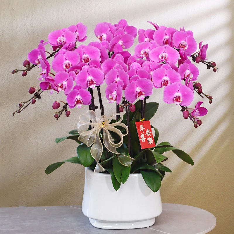 【紫迷雾】紫色大花蝴蝶兰带花带盆组好伴手送礼茶桌工位美化装饰