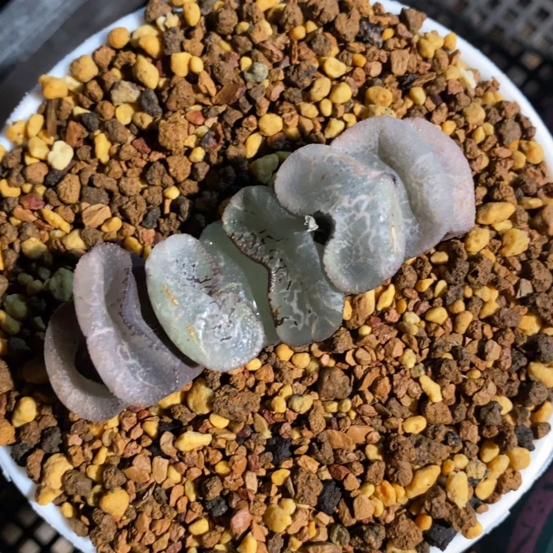 一颗实生大浮躁玉扇。