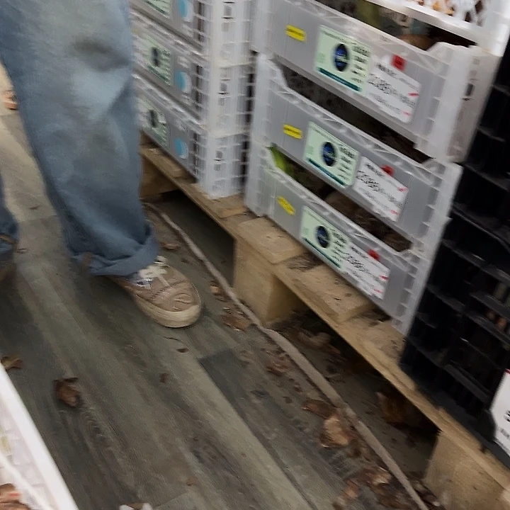 双王10公分刀伤球