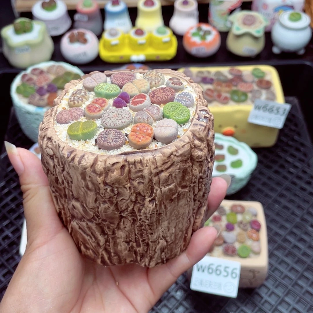 w6657 带盆土发货一物一拍