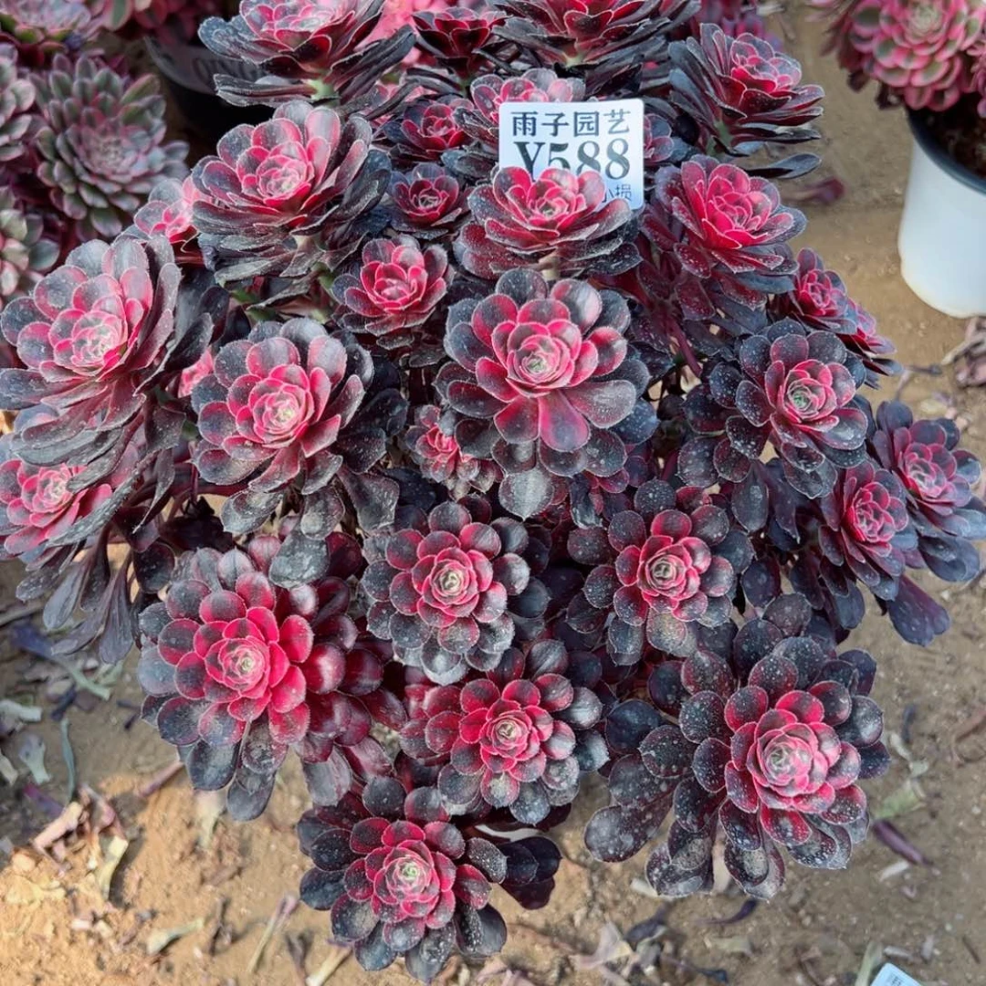 588香奈儿尺寸35左右