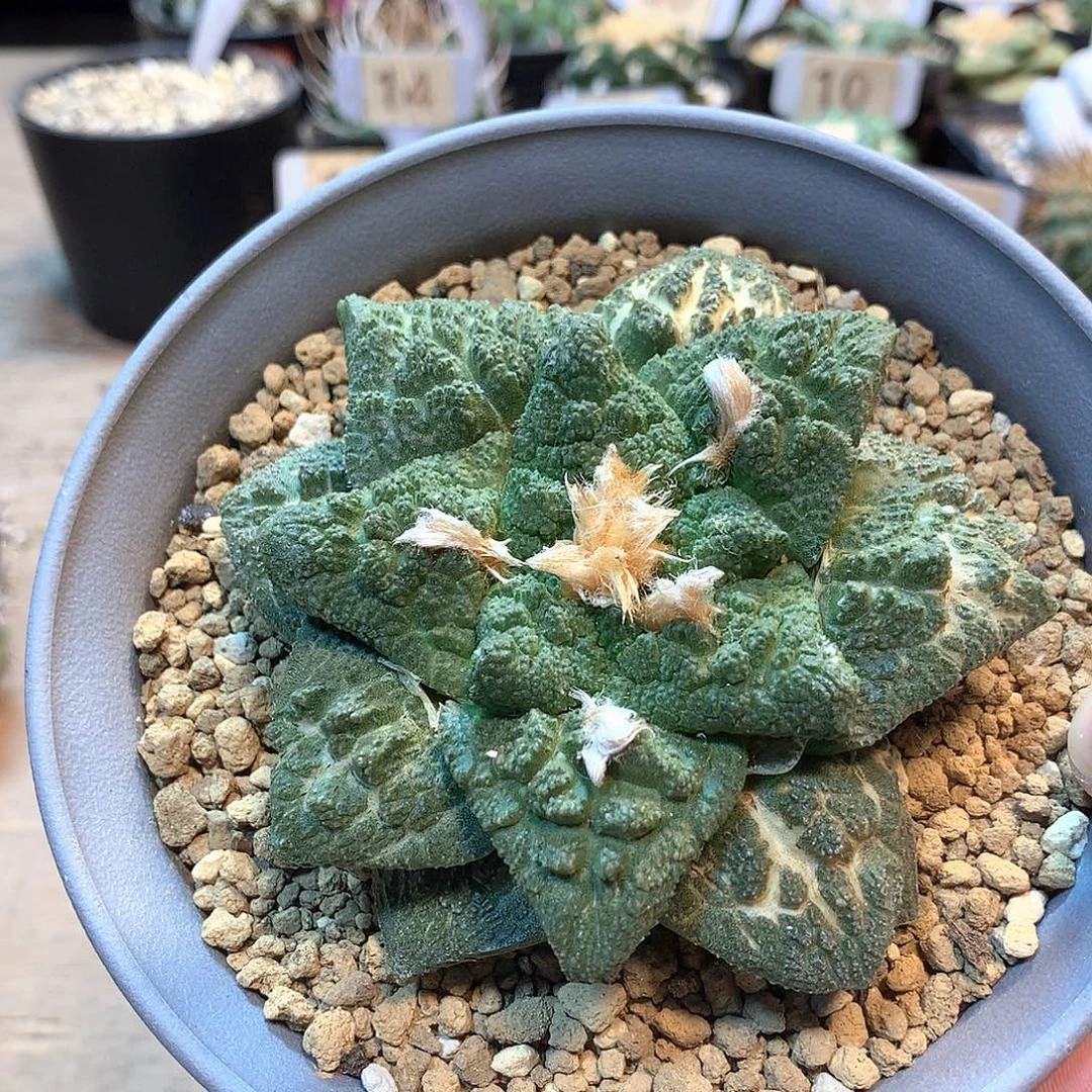 芝***）实生龟甲牡丹