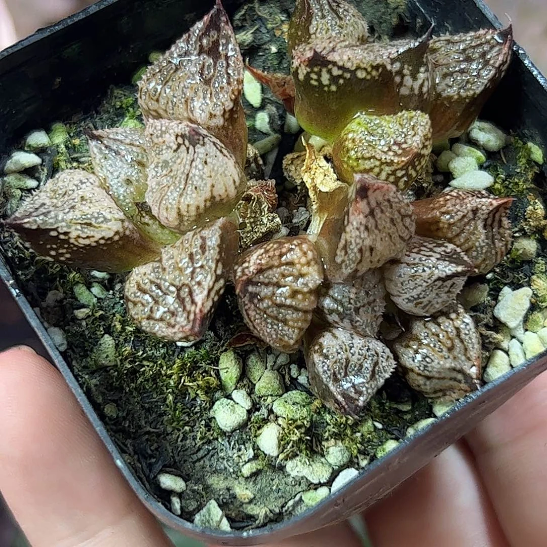 韸***皇妃变异十二卷多肉植物