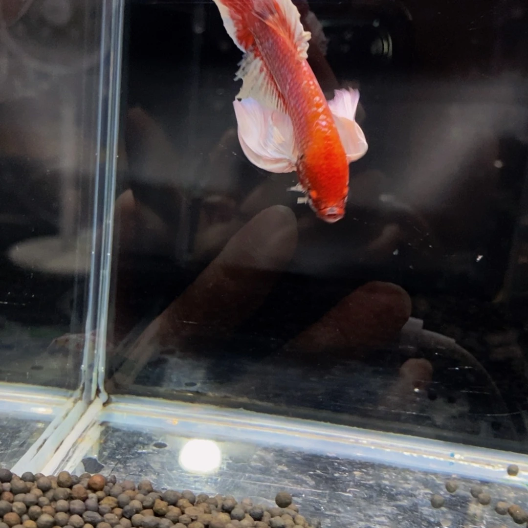 斗鱼红*178巨斗巨斗