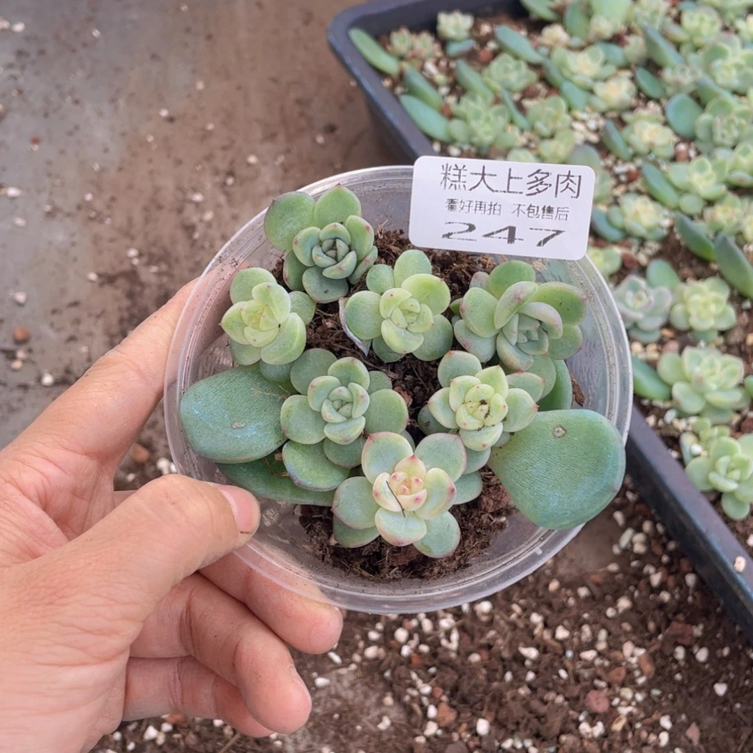 糕大上多肉植物247