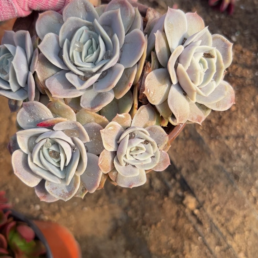 父母哦中央音乐学院植物