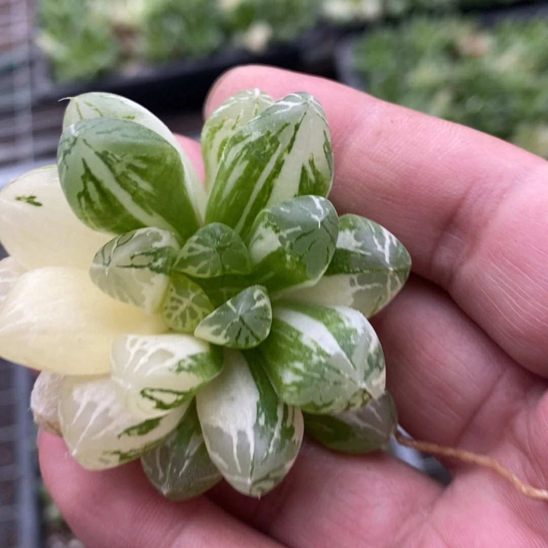 惠***559 一颗新粉福利。