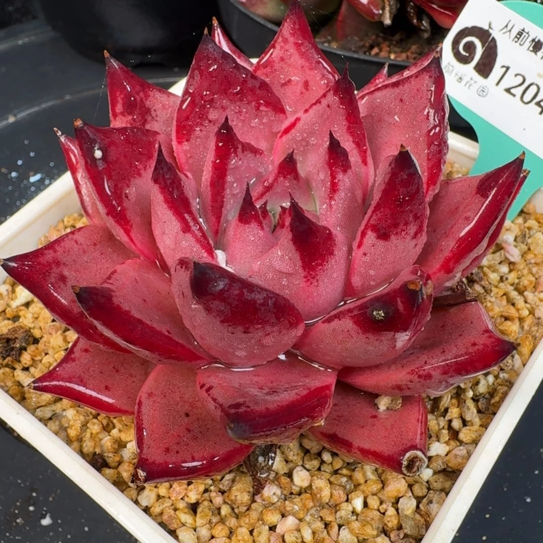 从前慢多肉精选编号1204.395