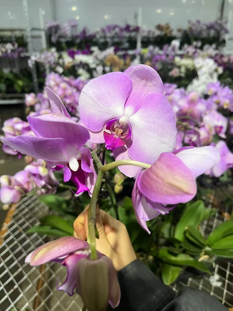 蝴蝶兰——粉泡芙(带花发货)