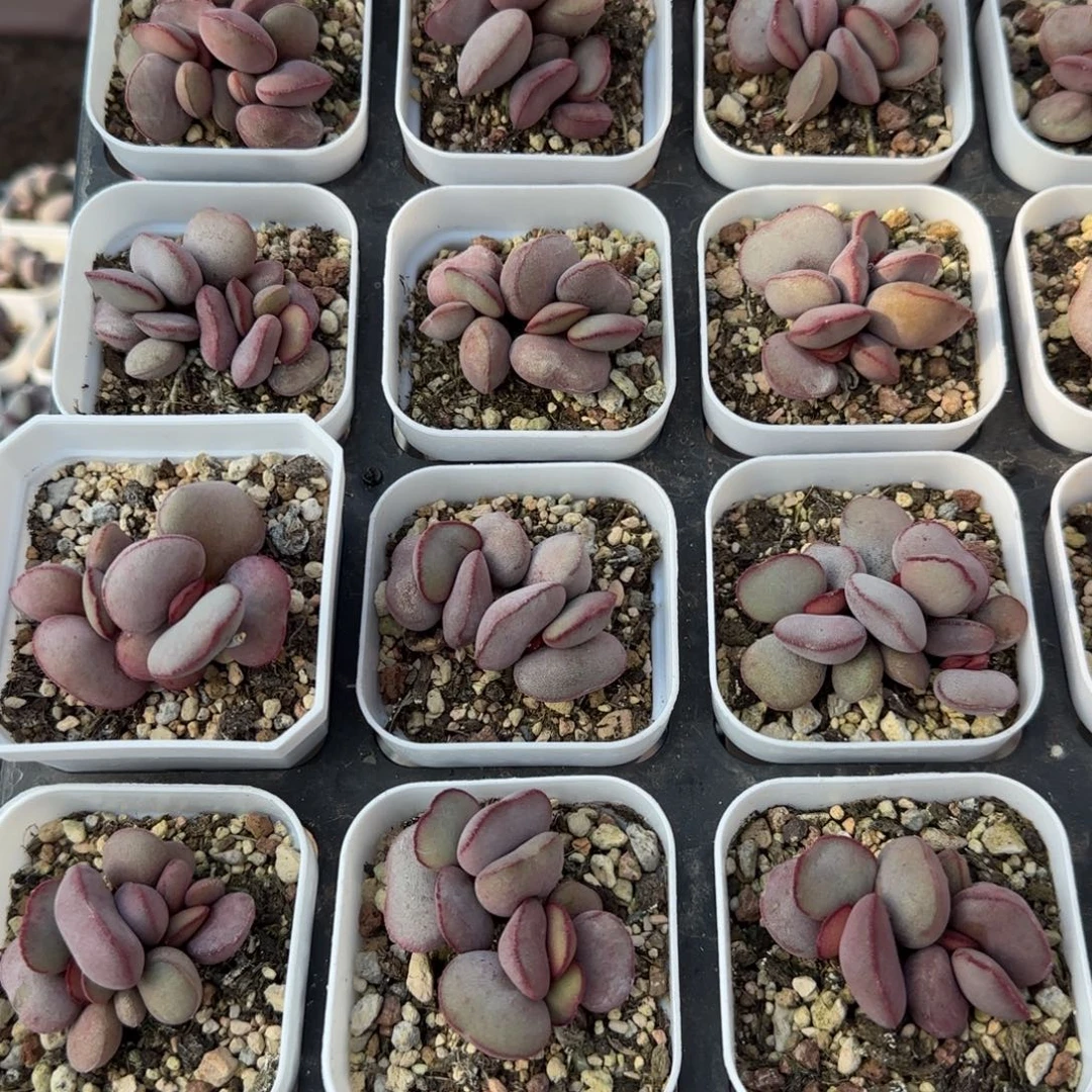 白肌红蛋量拍链接