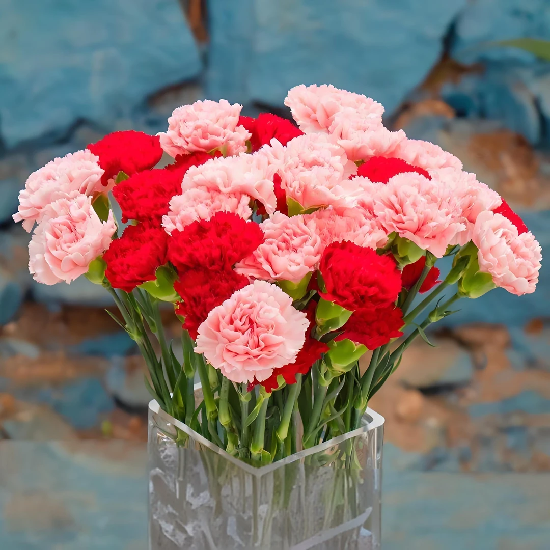 【红+粉康乃馨】福利价云南昆明基地直发鲜花家养单头康乃馨