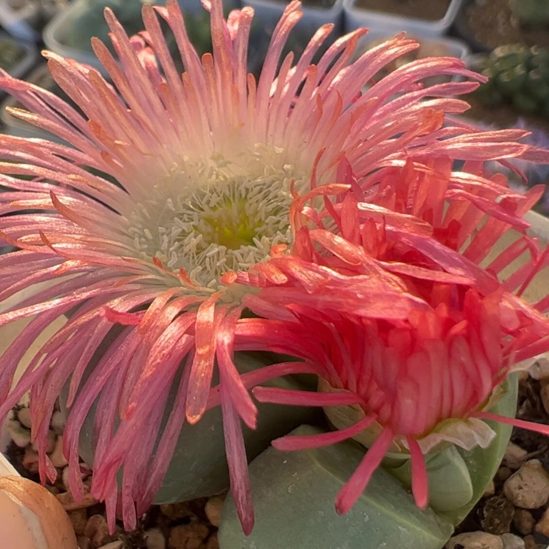 301多肉植物百科植物