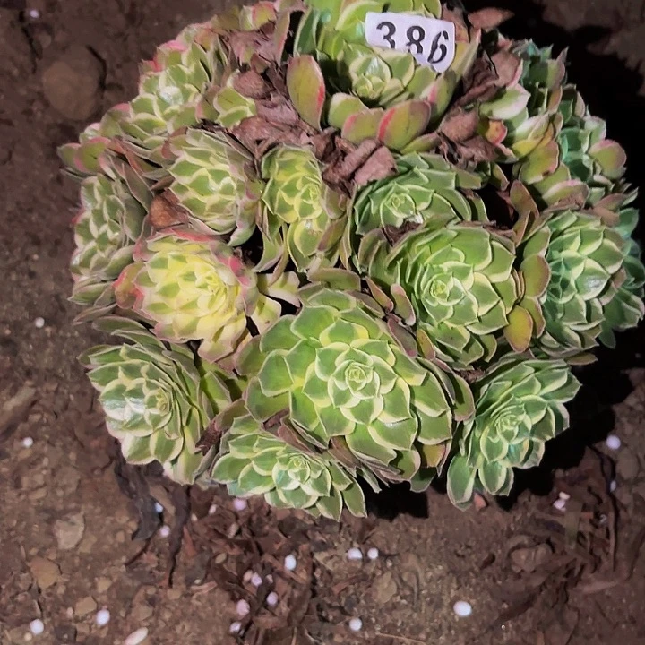 386玉芙蓉多肉植物不售后