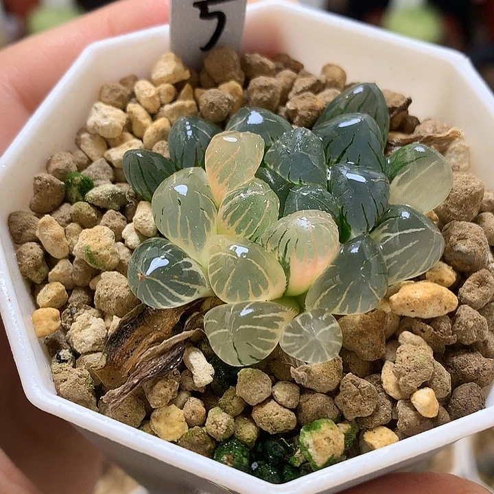 冰灯玉露里的尘土oolo