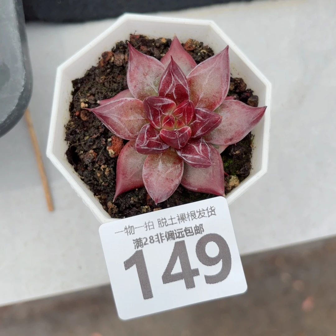 墨韵单头无盆土发货