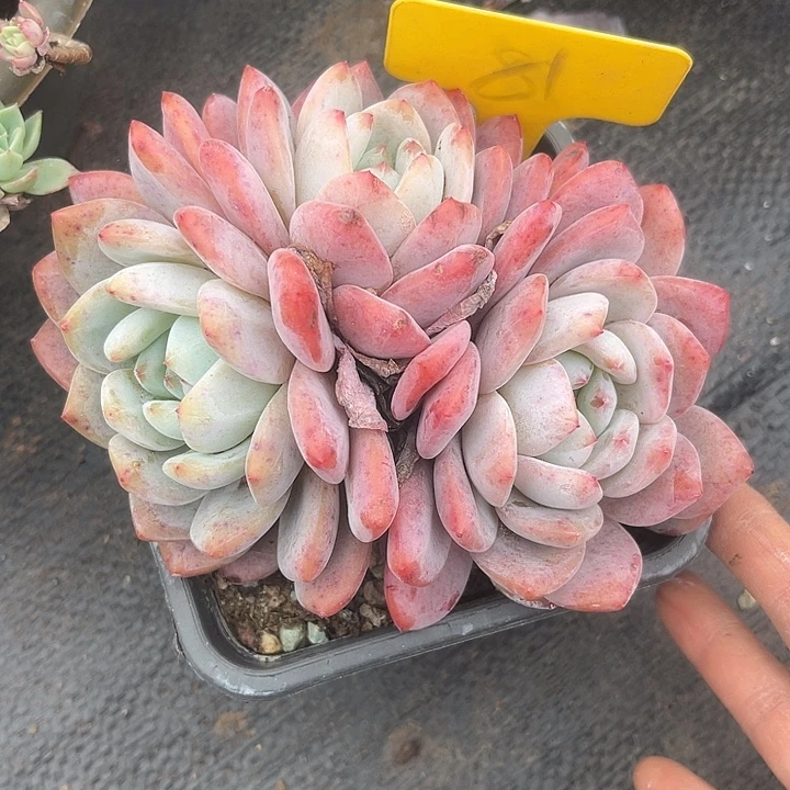 两单包邮，一物一拍81雪天使