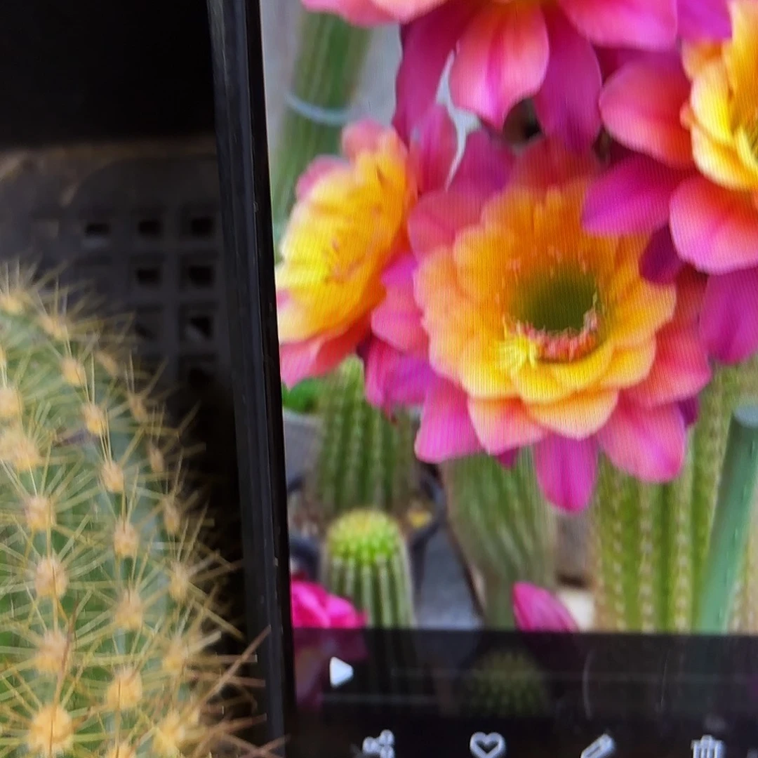 时光金妞20包邮仙人球17