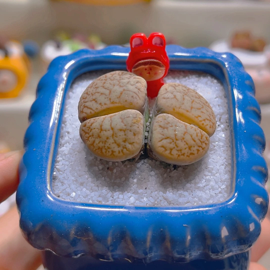 105高端多肉带盆带土