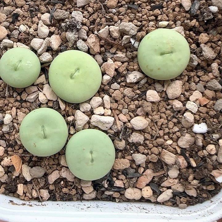 550sub大嘴5颗带盆土