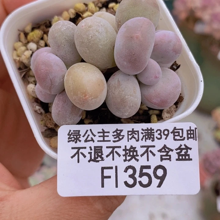 糖豆奶5cm359多肉植物