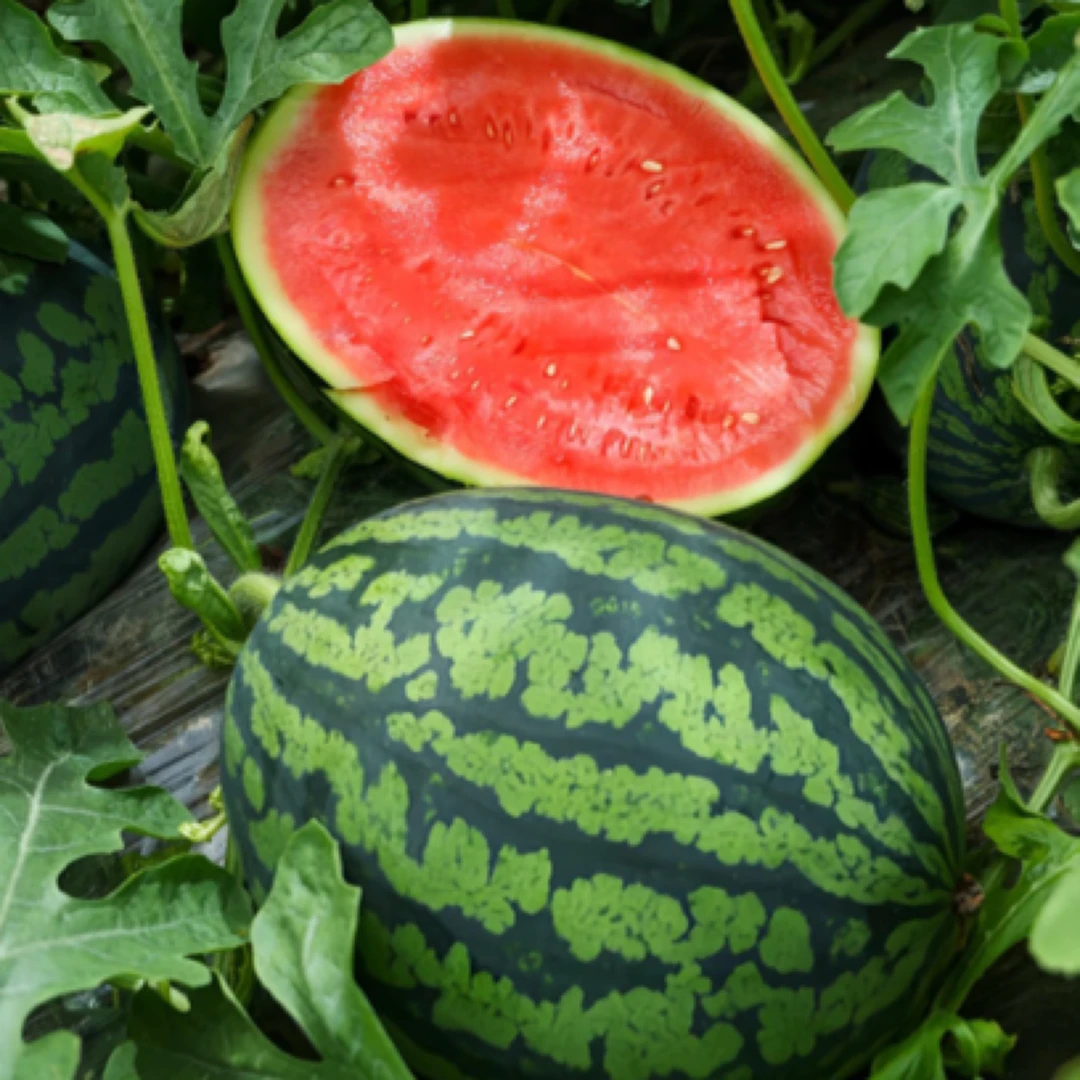 【中通发货】正宗云南麒麟冰糖西瓜一个蜜甜多汁当季热卖