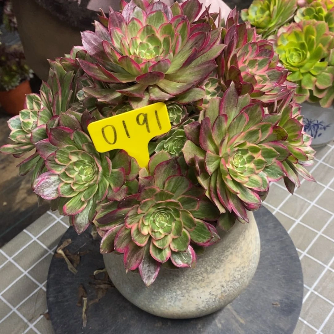 海*王0191-莲花座老桩法师