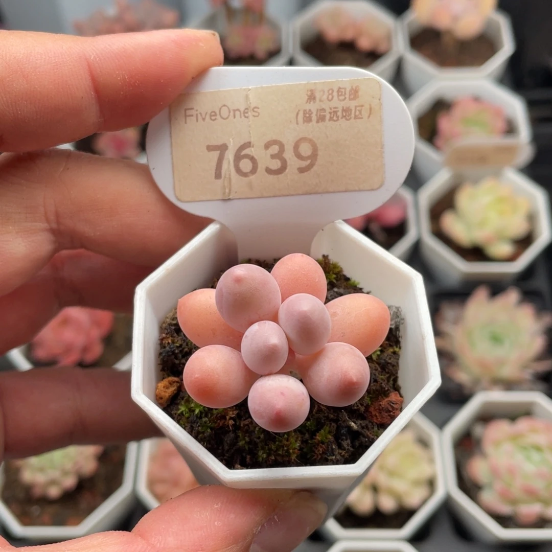 汤圆7639-3.5厘米