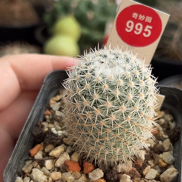 实生敷岛3.6cm一棵仙人球