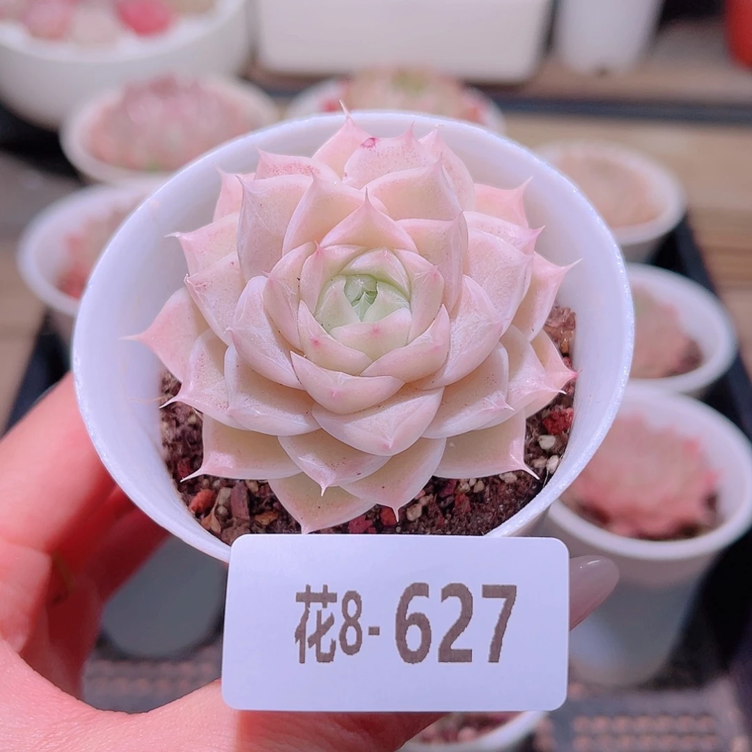 花利美8-627麦秆