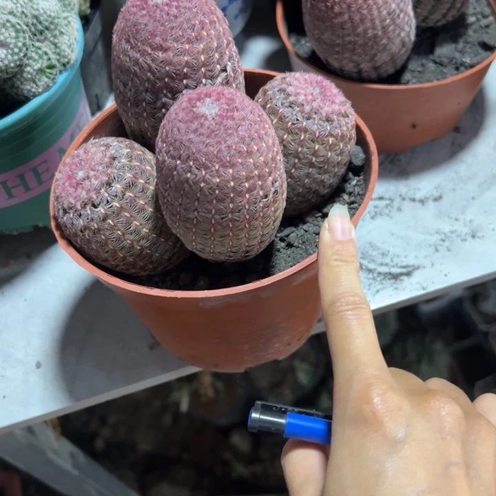 和***尔吉祥如意等名家的书法
