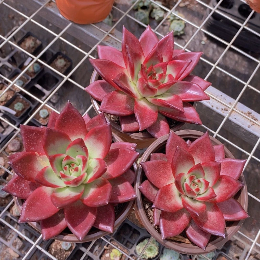 鸡血罗宾三盆精控精养大单头