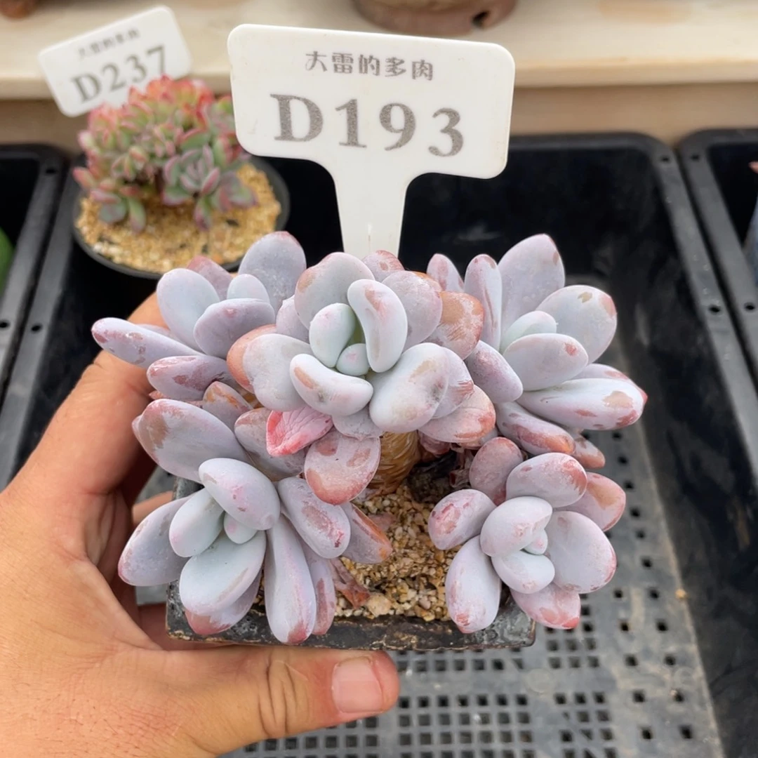 193粉兔不带盆12厘米