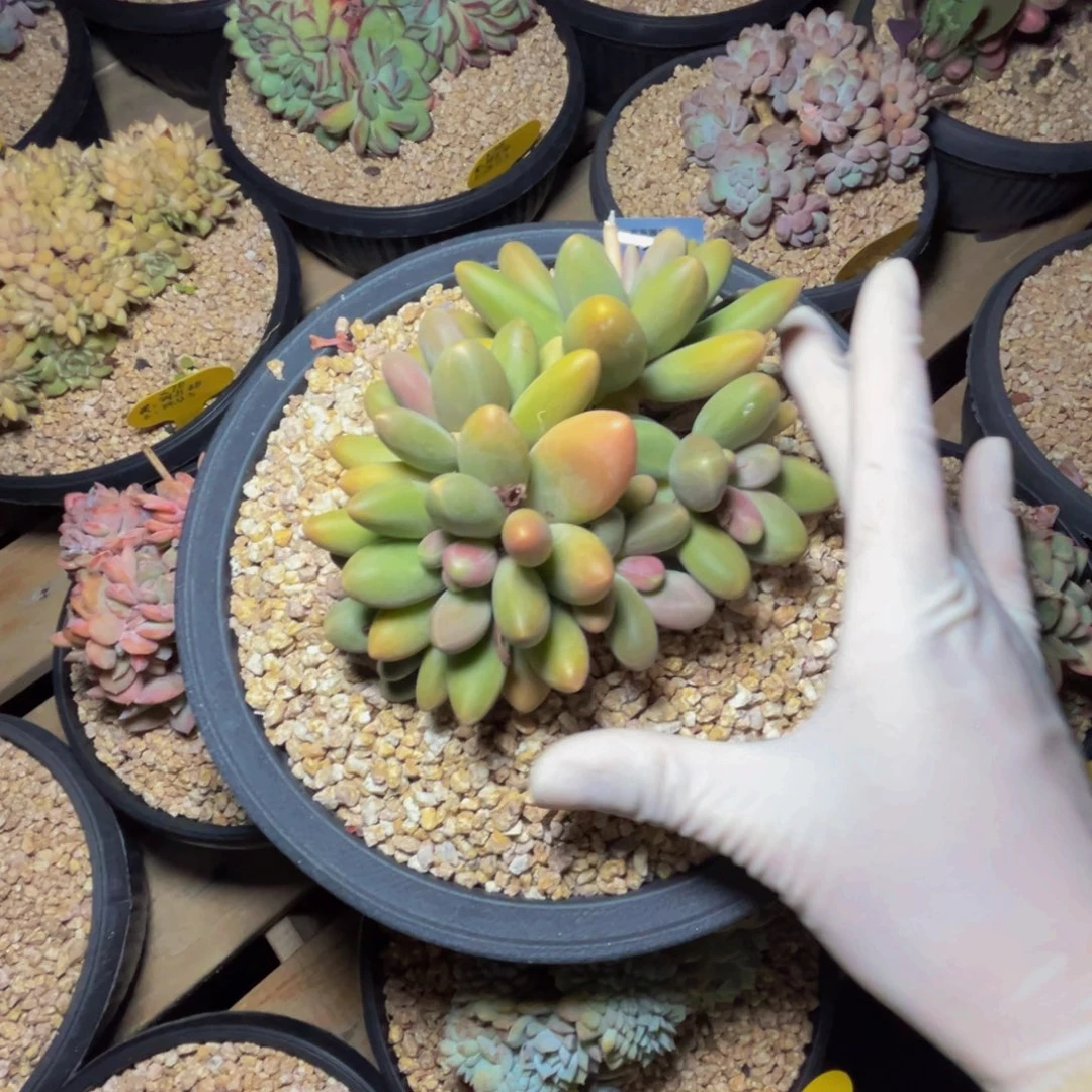 l105糖果美人群生无砍的
