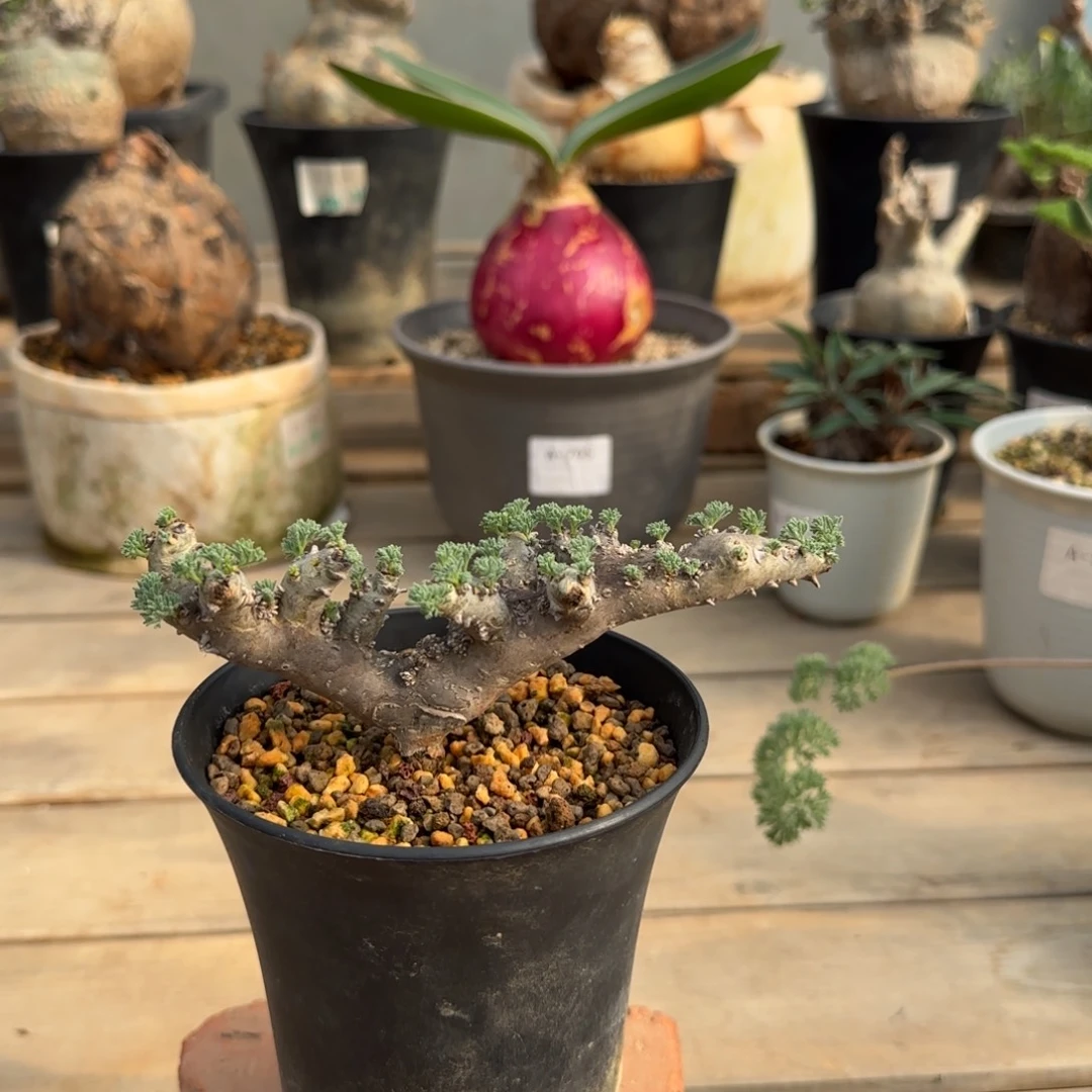 黑皮月界块根植物