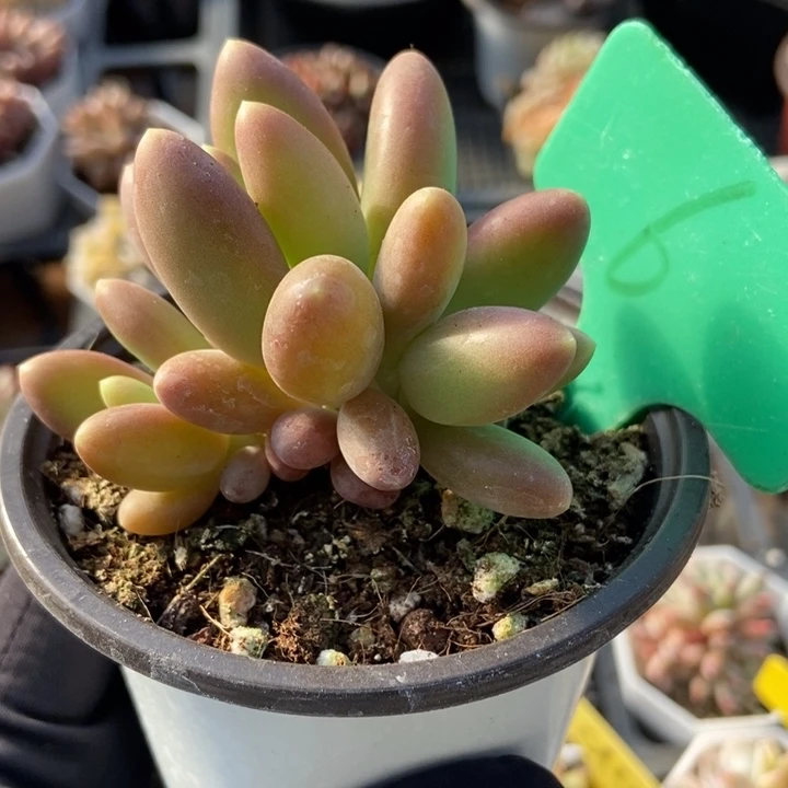 6芒果美人多肉植物保护