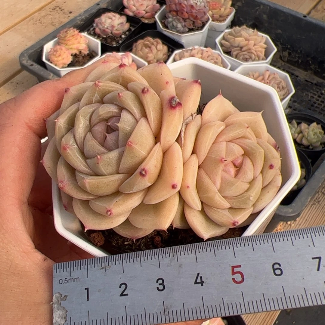 587 多肉植物组合盆栽