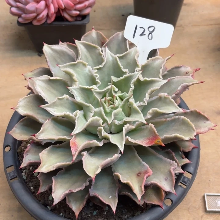 多肉植物，饺子皮128号